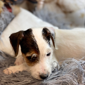 Jack Russell Terrier Puppy Lavon