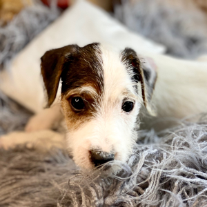 Jack Russell Terrier Puppy Lavon