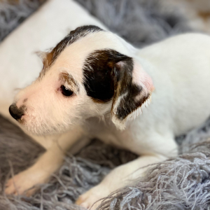 Jack Russell Terrier Puppy Lavon