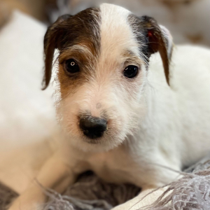 Jack Russell Terrier Puppy Lavon