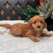 Cavapoo Puppy Bell
