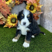 Bernese Mountain Dog Puppy Ronald