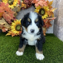 Bernese Mountain Dog Puppy Ronald