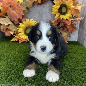Bernese Mountain Dog Puppy Ronald
