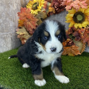 Bernese Mountain Dog Puppy Ronald