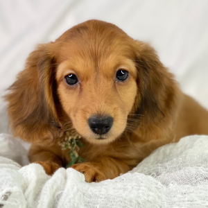 Dachshund Puppy Hope