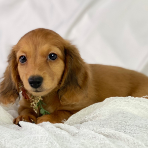 Dachshund Puppy Hope