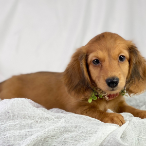 Dachshund Puppy Hope