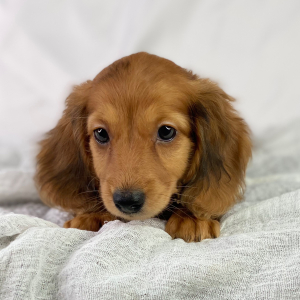 Dachshund Puppy Hope