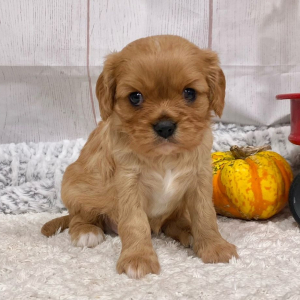 Cavalier King Charles Spaniel Puppy Moose