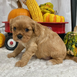 Cavalier King Charles Spaniel Puppy Moose