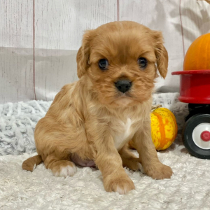 Cavalier King Charles Spaniel Puppy Moose