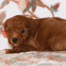 Poodle Puppy Magic
