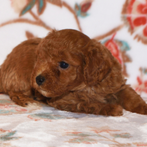 Poodle Puppy Magic