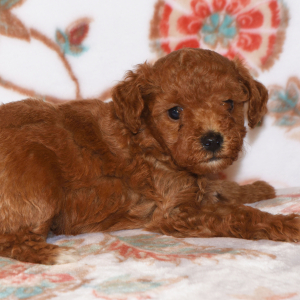 Poodle Puppy Magic