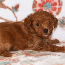 Poodle Puppy Magic