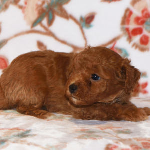 Poodle Puppy Magic