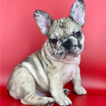 French Bulldog Puppy Gumbo