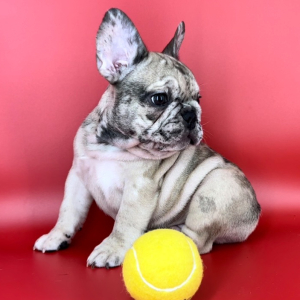 French Bulldog Puppy Gumbo