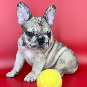 French Bulldog Puppy Gumbo