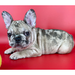 French Bulldog Puppy Gumbo