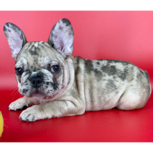 French Bulldog Puppy Gumbo