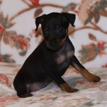 Miniature Pinscher Puppy Tahoe