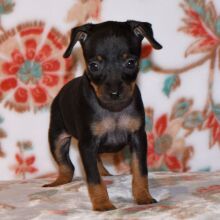 Miniature Pinscher Puppy Tahoe
