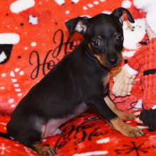 Miniature Pinscher Puppy Tahoe