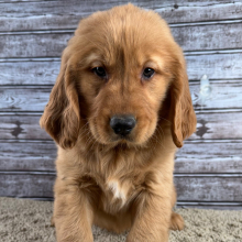 Golden Retriever Puppy Rex