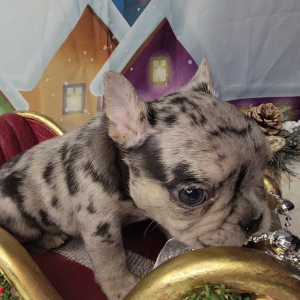 French Bulldog Puppy Julius
