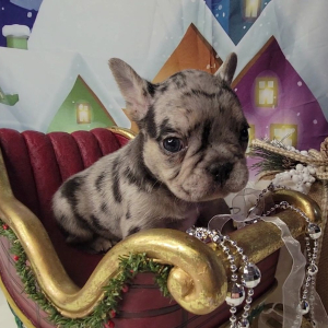 French Bulldog Puppy Julius