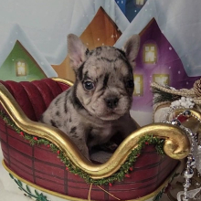 French Bulldog Puppy Julius