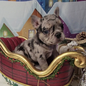 French Bulldog Puppy Julius