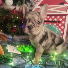 French Bulldog Puppy Julius