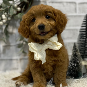 Goldendoodle Puppy Nelda