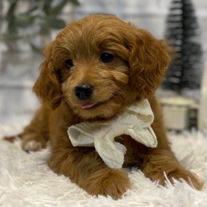 Goldendoodle Puppy Nelda