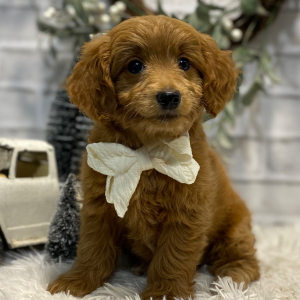 Goldendoodle Puppy Nelda