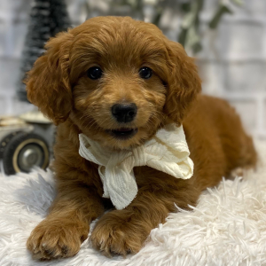Goldendoodle Puppy Nelda