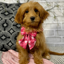 Goldendoodle Puppy Nelda
