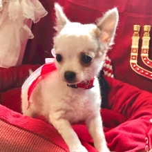 Chihuahua Puppy Lil Lilly Blue