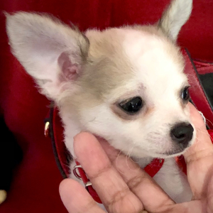 Chihuahua Puppy Lil Lilly Blue