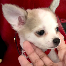 Chihuahua Puppy Lil Lilly Blue