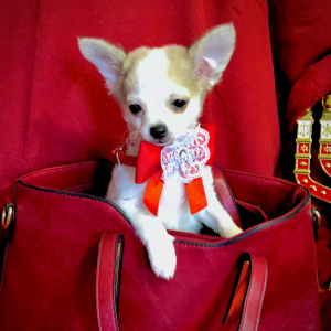 Chihuahua Puppy Lil Lilly Blue