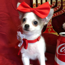 Chihuahua Puppy Lil Lilly Blue