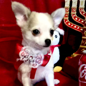 Chihuahua Puppy Lil Lilly Blue