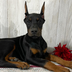 Doberman Pinscher Puppy Ellis