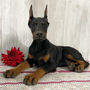 Doberman Pinscher Puppy Ellis