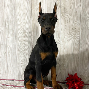 Doberman Pinscher Puppy Ellis