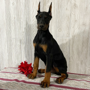 Doberman Pinscher Puppy Ellis